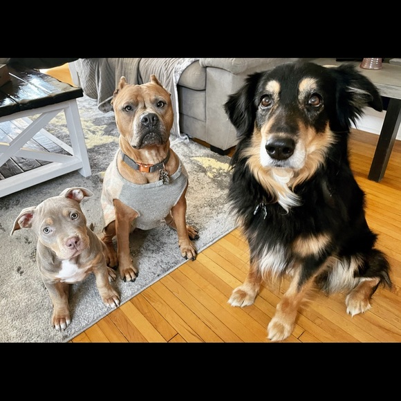 Meet your Posher, Cheyenne - Picture 9 of 9